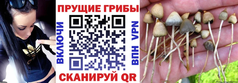 закладки  hydra   Галлюциногенные грибы GOLDEN TEACHER  Макушино 